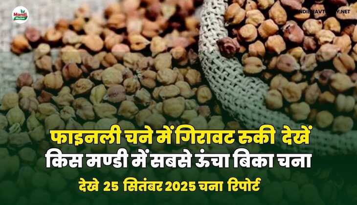 फाइनली चने में गिरावट रुकी | देखें किस मण्डी में सबसे ऊंचा बिका चना