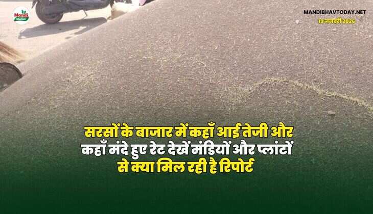 सरसों के बाजार में कहाँ आई तेजी और कहाँ मंदे हुए रेट | देखें मंडियों और प्लांटों से क्या मिल रही है रिपोर्ट