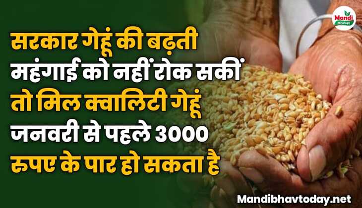 सरकार गेहूं की बढ़ती महंगाई को नहीं रोक सकीं तो मिल क्वालिटी गेहूं जनवरी से पहले 3000 रुपए के पार हो सकता है
