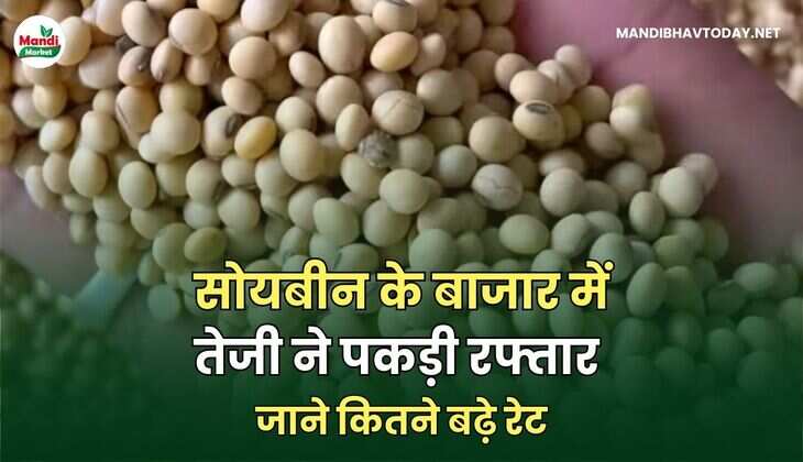 सोयबीन के बाजार में तेजी ने पकड़ी रफ्तार | जाने कितने बढ़े रेट