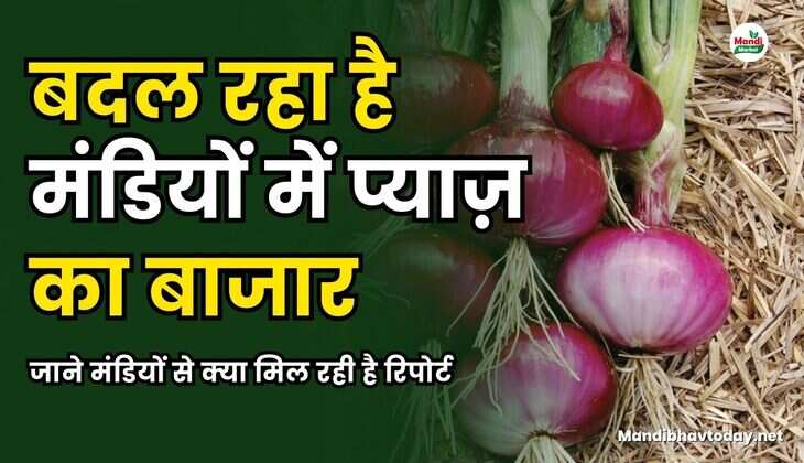बदल रहा है मंडियों में प्याज़ का बाजार | जानिए मंडियों से क्या मिल रही है रिपोर्ट