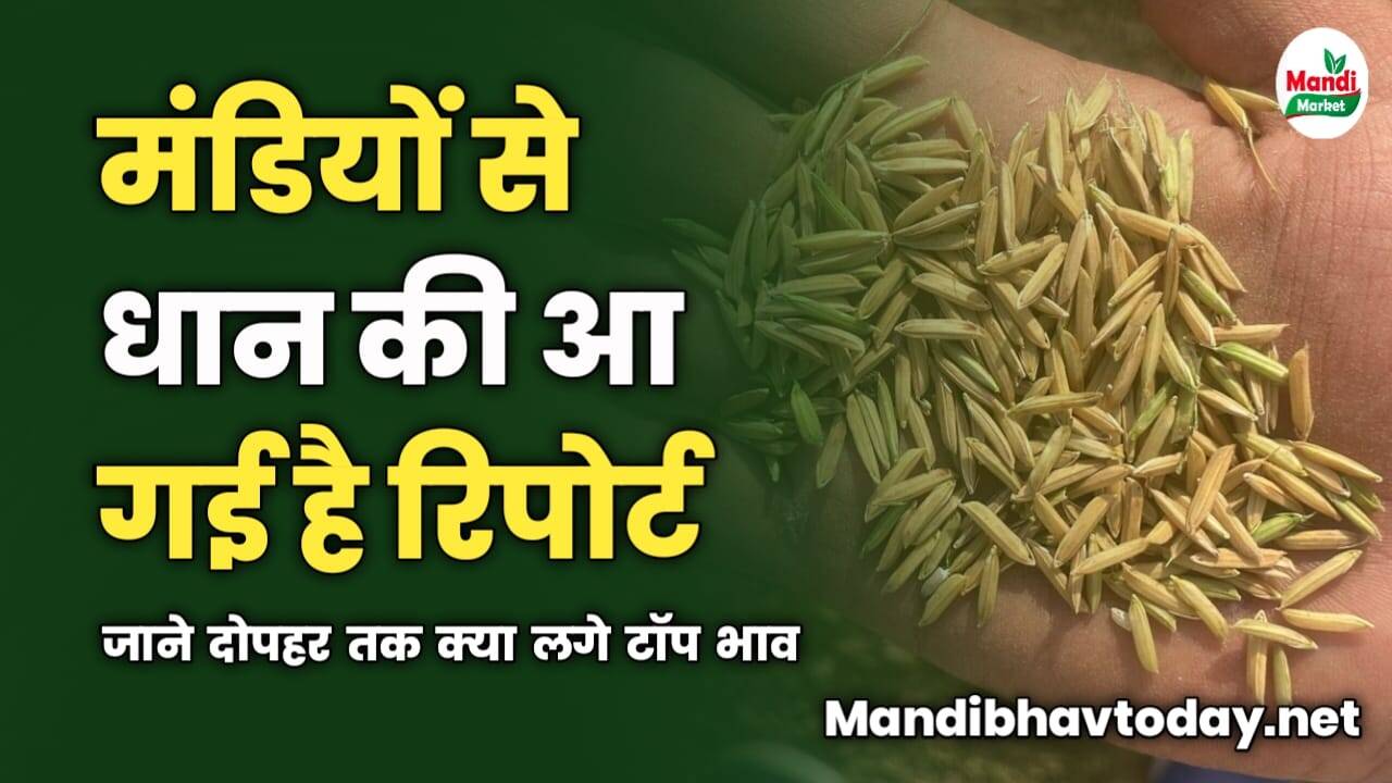 मंडियों से धान की आ गई है रिपोर्ट | जाने दोपहर तक क्या लगे टॉप भाव