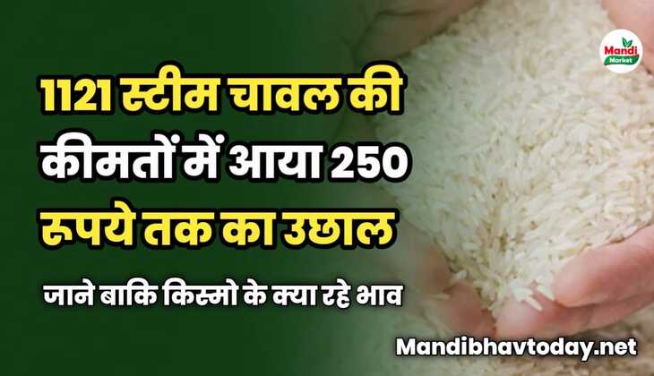 1121 स्टीम चावल की कीमतों में आया 250 रूपये तक का उछाल | जाने बाकि किस्मो के क्या रहे भाव 