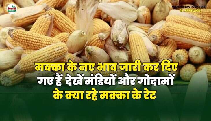 मक्का के नए भाव जारी कर दिए गए हैं | देखें मंडियों और गोदामों के क्या रहे मक्का के रेट