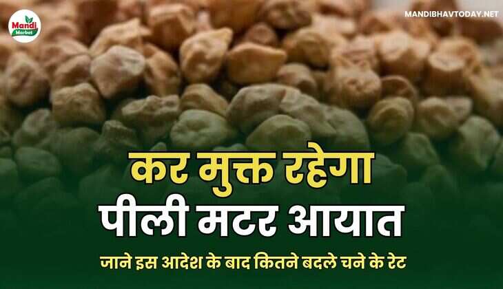 कर मुक्त रहेगा पीली मटर आयात | जाने इस आदेश के बाद कितने बदले चने के रेट