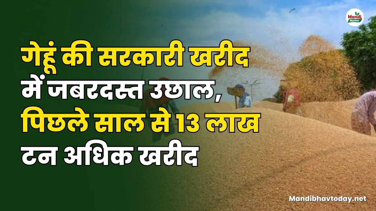 गेहूं की सरकारी खरीद में जबरदस्त उछाल, पिछले साल से 13 लाख टन अधिक खरीद