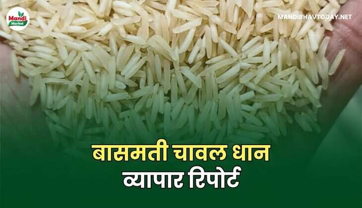 बासमती चावल धान व्यापार रिपोर्ट