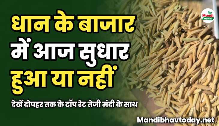 धान के बाजार में आज सुधार हुआ या नहीं | देखें दोपहर तक के टॉप रेट तेजी मंदी के साथ