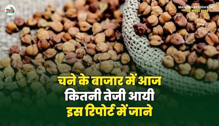 चने के बाजार में आज कितनी तेजी आयी | इस रिपोर्ट में जाने