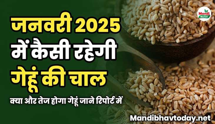 जनवरी 2025 में कैसी रहेगी गेहूं की चाल | क्या और तेज होगा गेहूं | जाने रिपोर्ट में