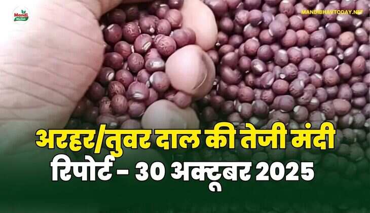  अरहर /तुवर  दाल की तेजी मंदी रिपोर्ट - 30 अक्टूबर 2025