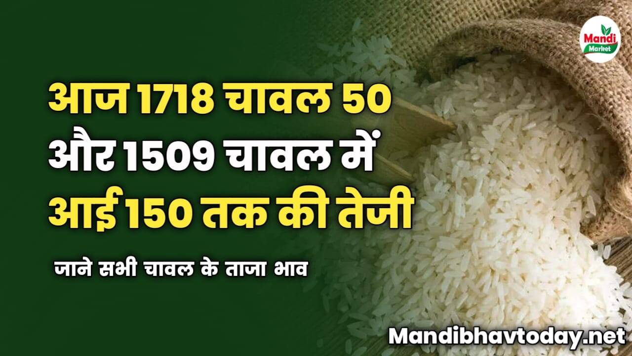 आज 1718 चावल 50 और 1509 चावल में आई 150 तक की तेजी | जाने सभी चावल के ताजा भाव