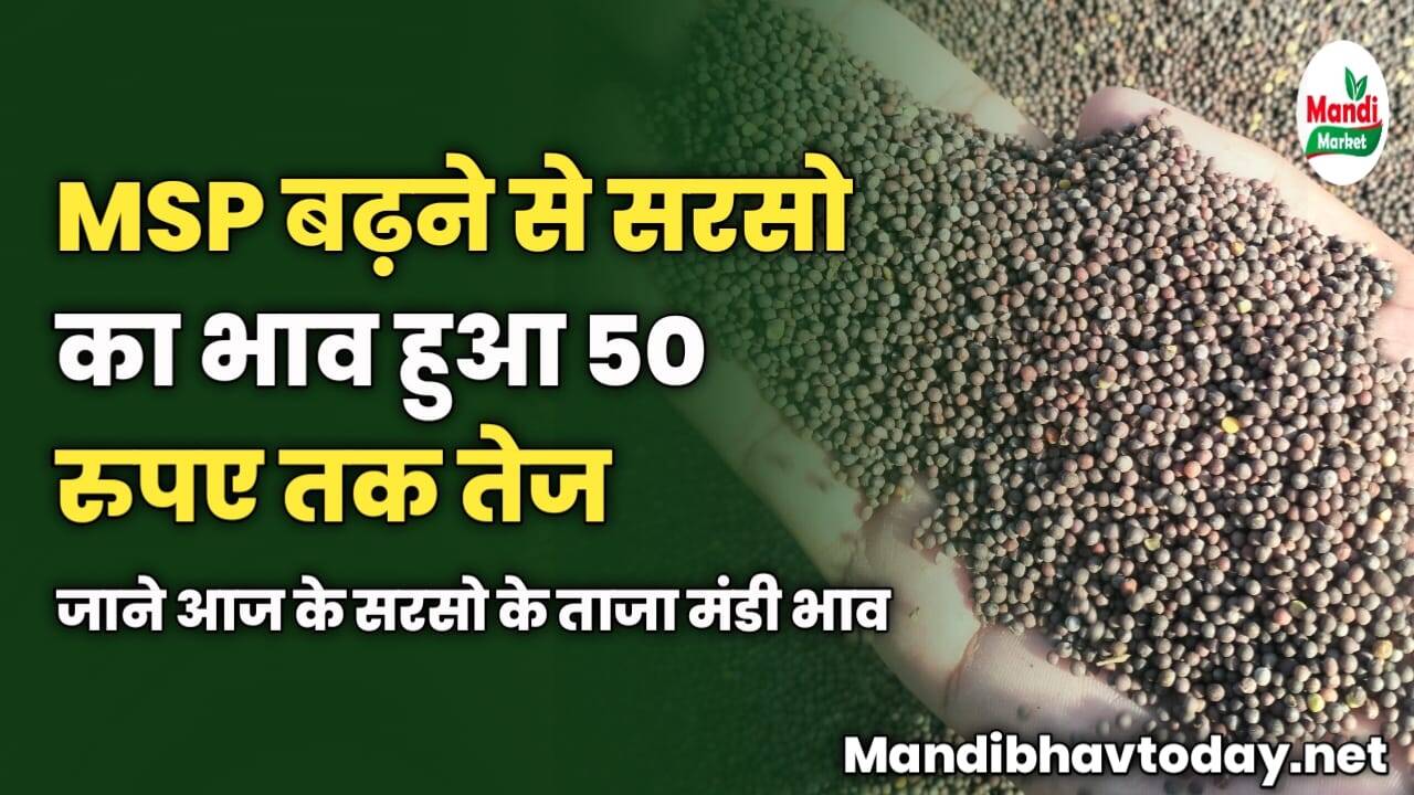 MSP बढ़ने से सरसो का भाव हुआ 50 रुपए तक तेज | जाने आज के सरसो के ताजा मंडी भाव 