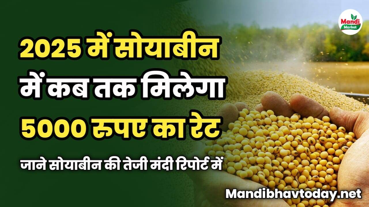 2025 में सोयाबीन में कब तक मिलेगा 5000 का रेट | जाने सोयाबीन की तेजी मंदी रिपोर्ट में