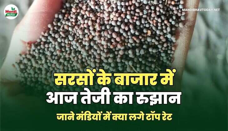 सरसों के बाजार में आज तेजी का रुझान | जाने मंडियों में क्या लगे टॉप रेट 