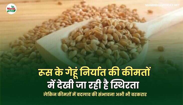 गेहू भाव 