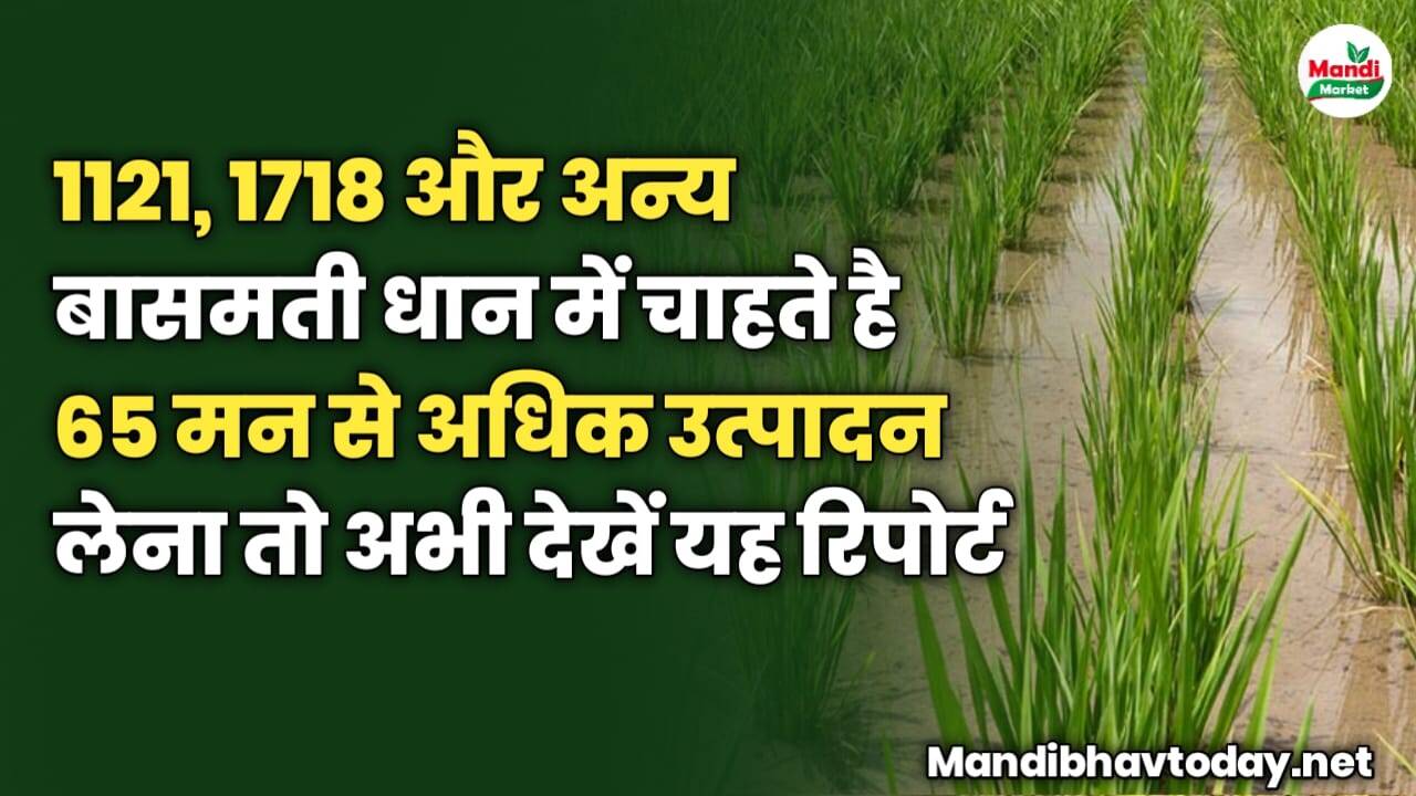 1121, 1718 और अन्य बासमती धान में 65 मन से ज्यादा उत्पादन लेना है तो अभी देखें यह रिपोर्ट 