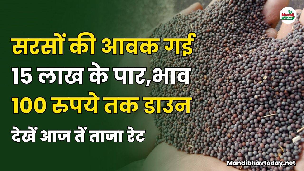 सरसों की आवक गई 15 लाख के पार | भाव 100 रुपये तक डाउन | देखें आज तें ताजा रेट
