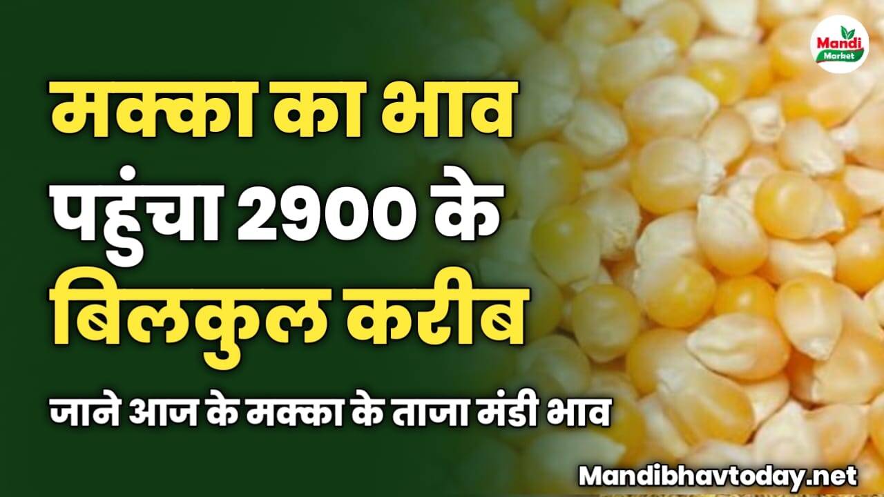 मक्का का भाव पहुंचा 2900 के बिलकुल करीब | जाने आज के मक्का के ताजा मंडी भाव