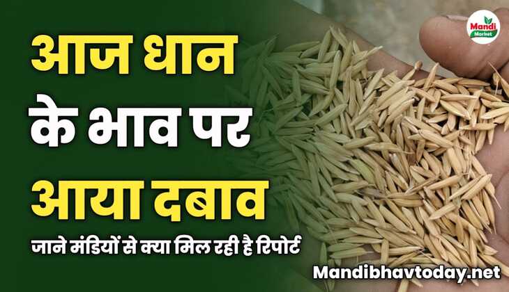 धान के भाव पर आया दबाव | जाने मंडियों से क्या मिल रही है रिपोर्ट