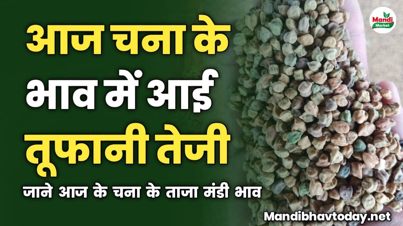 चना के भाव में आई तूफानी तेजी | जाने आज के चना के ताजा मंडी भाव