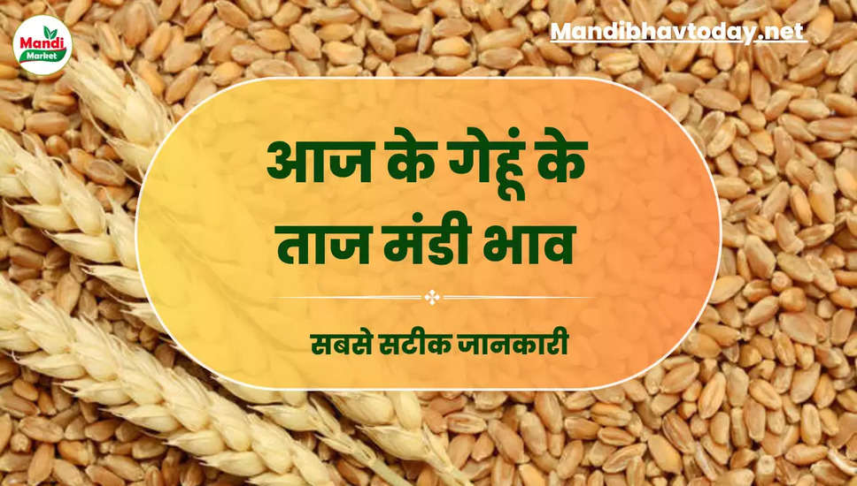 गेहूं के बाजार में आज क्या है हलचल | जाने क्या मिल रहे हैं आज के गेहूं/कनक के लाइव रेट wheat kanak gehu Live Rate Today 19 August 2023 