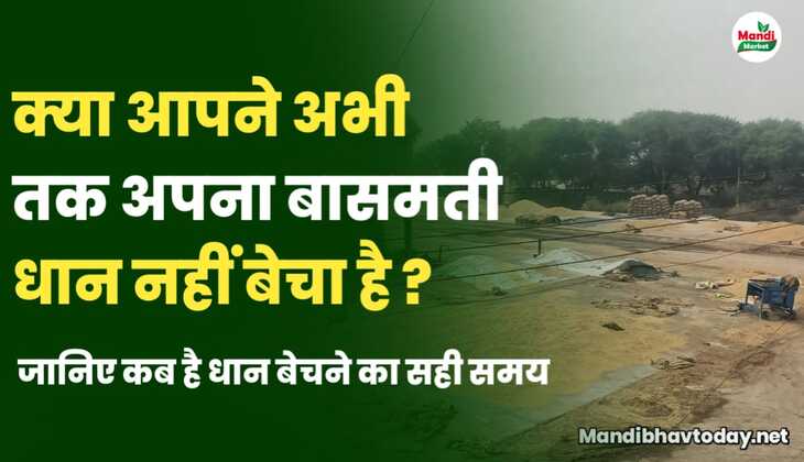 आने वाले समय में बासमती के बाजार में क्या रह सकता है माहौल | धान बेचने का सबसे सही समय कब? जाने आज की तेजी मंदी रिपोर्ट में