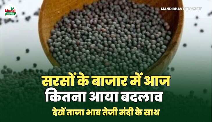 सरसों भाव 