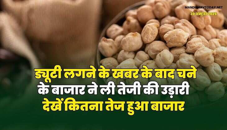 ड्यूटी लगने के खबर के बाद चने के बाजार ने ली तेजी की उड़ारी | देखें कितना तेज हुआ बाजार