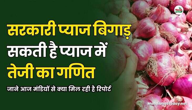 सरकारी प्याज बिगाड़ सकती है प्याज में तेजी का गणित | जाने आज मंडियों से क्या मिल रही है रिपोर्ट
