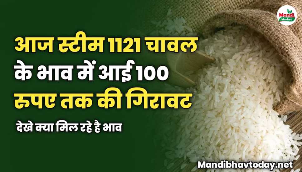 आज स्टीम 1121 चावल के भाव में आई 100 रुपए तक की गिरावट | देखे क्या मिल रहे है भाव 