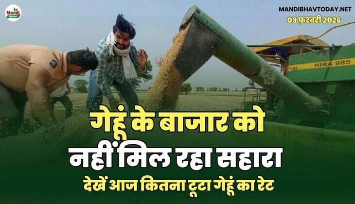 गेहूं के बाजार को नहीं मिल रहा सहारा | देखें आज कितना टूटा गेहूं का रेट
