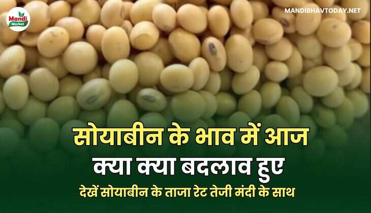  देखें सोयाबीन के ताजा रेट तेजी मंदी के साथ