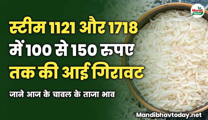 स्टीम 1121 और 1718 में आई 100 से 150 रुपए तक की गिरावट | जाने आज के चावल के ताजा मंडी भाव 