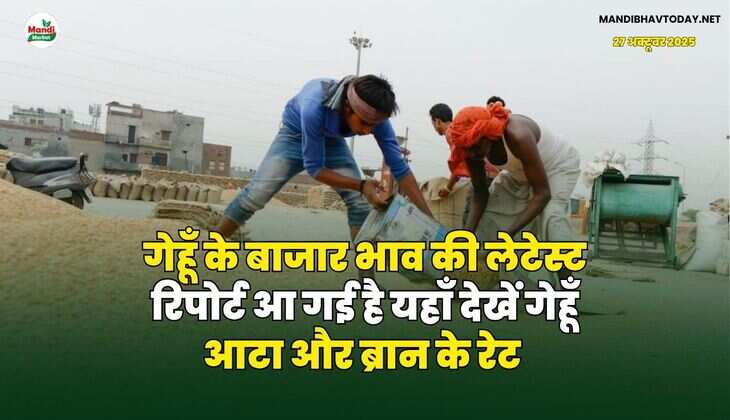 गेहूँ के बाजार भाव की लेटेस्ट रिपोर्ट आ गई है | यहाँ देखें गेहूँ आटा और ब्रान के रेट