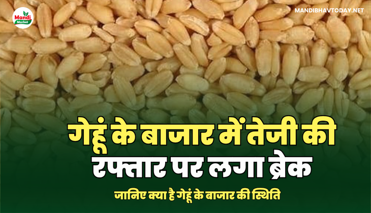 जानिए क्या है गेहूं के बाजार की स्थिति