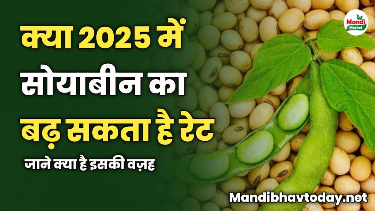 2025 में सोयाबीन का बढ़ सकता है रेट | जाने क्या है इसकी वज़ह