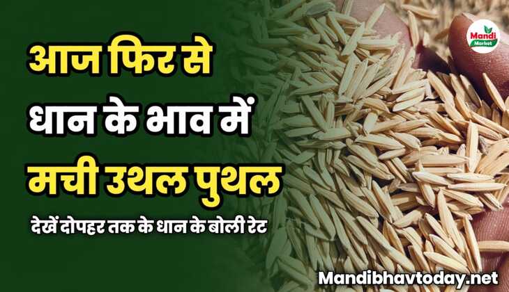 आज फिर से धान के भाव में मची उथल पुथल | देखें दोपहर तक के धान के बोली रेट