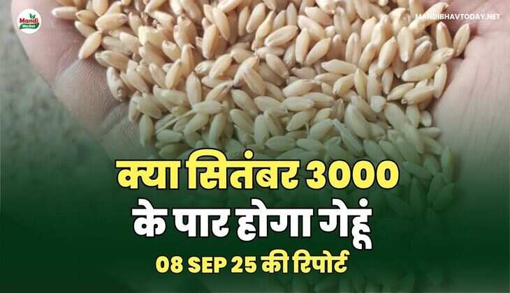  क्या सितंबर 3000 के पार होगा गेहूं - 08 SEP 25 की रिपोर्ट  