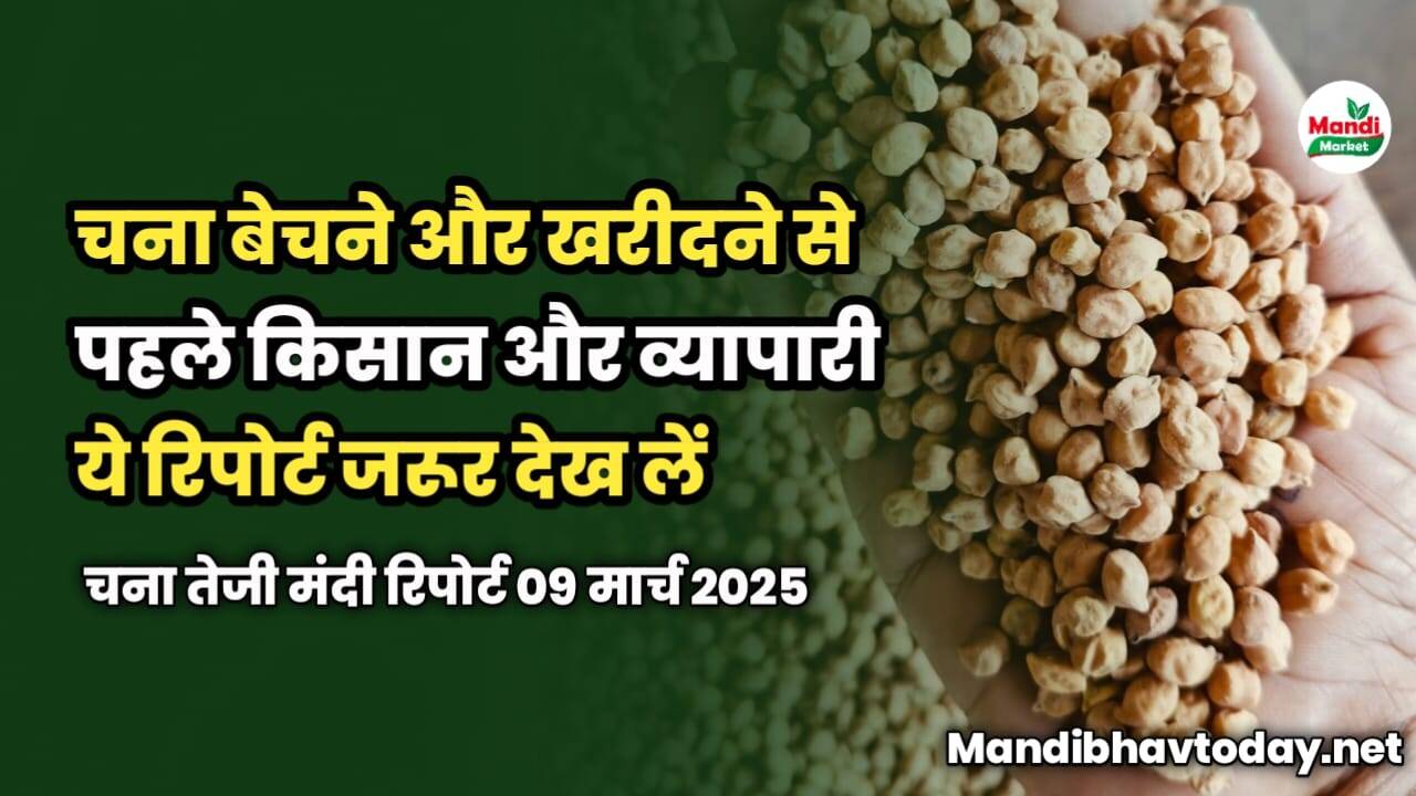 चना बेचने और खरीदने से पहले किसान और व्यापारी ये रिपोर्ट जरूर देख लें | चना तेजी मंदी रिपोर्ट 09 मार्च 2025