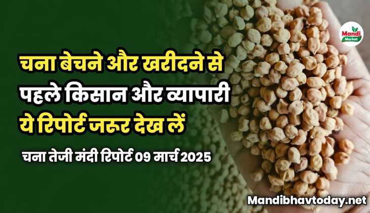 चना बेचने और खरीदने से पहले किसान और व्यापारी ये रिपोर्ट जरूर देख लें | चना तेजी मंदी रिपोर्ट 09 मार्च 2025 