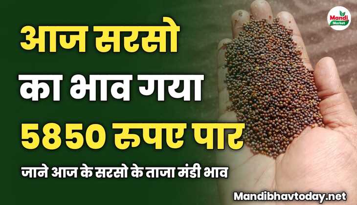 आज सरसो का भाव गया 5850 रुपए पार | जाने आज के सरसो के ताजा मंडी भाव  