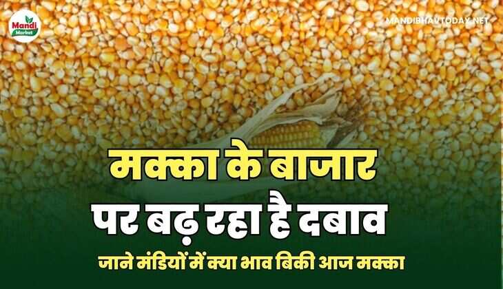 मक्का IMAGE