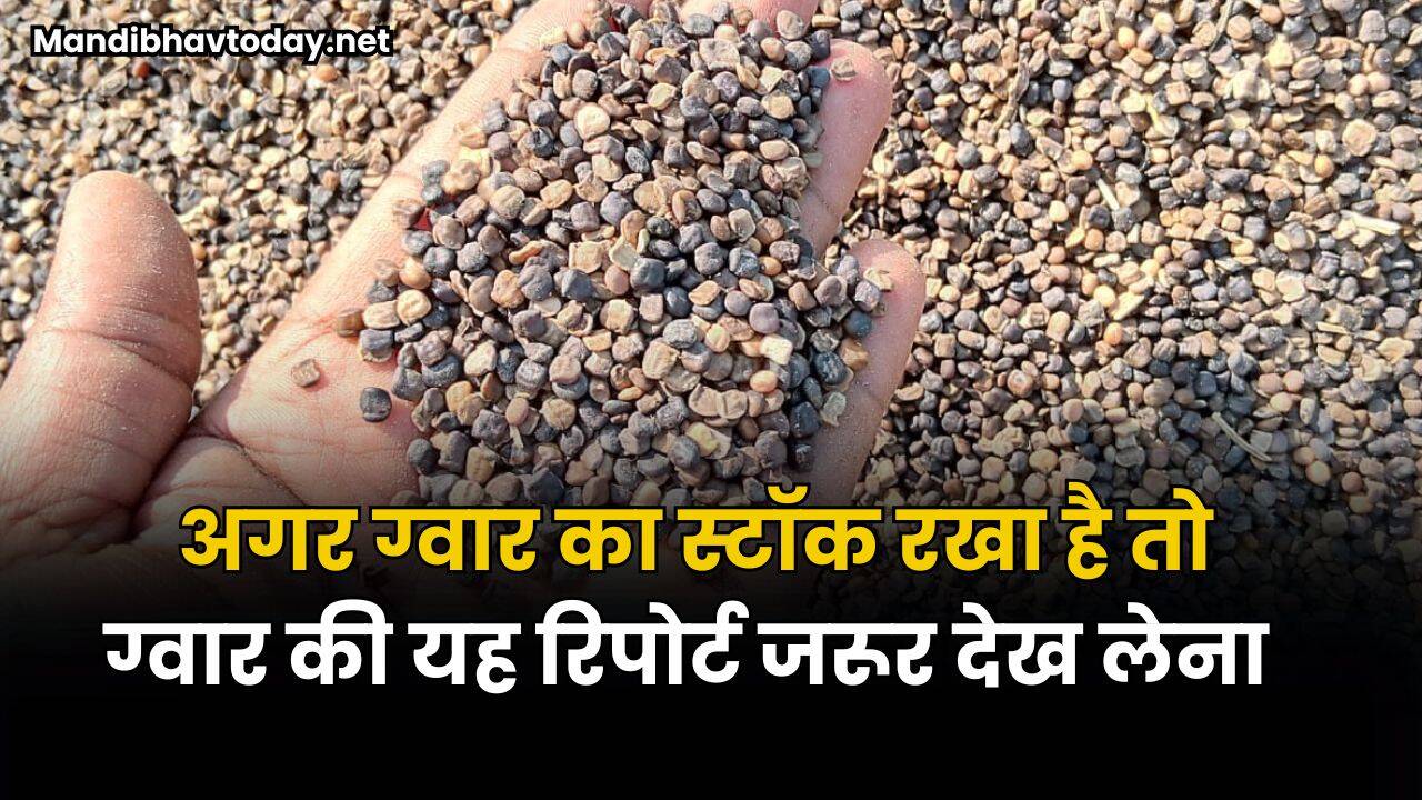 अगर ग्वार का स्टॉक रखा है तो ग्वार की यह रिपोर्ट जरूर देख लेना | ग्वार तेजी मंदी रिपोर्ट