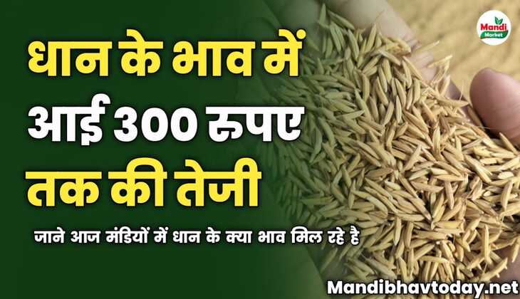 धान के भाव में आई 300 रुपए तक की तेजी | जाने आज मंडियों में धान के क्या भाव मिल रहे है 