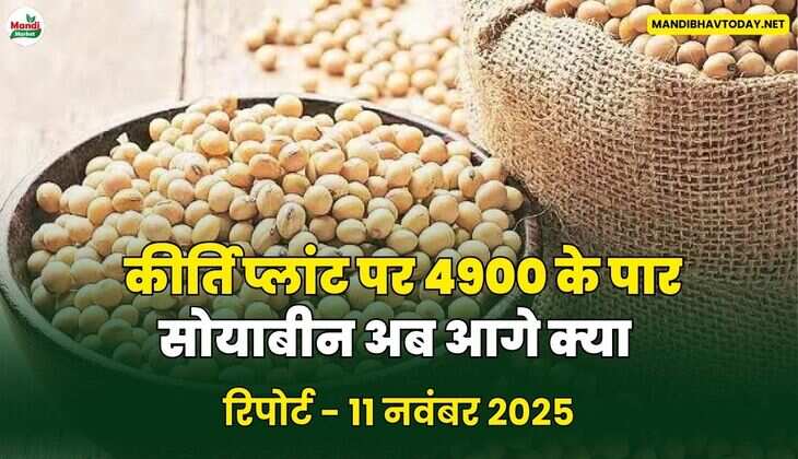 कीर्ति प्लांट पर 4900 के पार सोयाबीन अब आगे क्या 