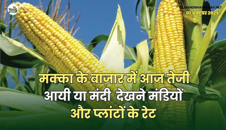 मक्का के बाजार में आज तेजी आयी या मंदी | देखने मंडियों और प्लांटों के रेट