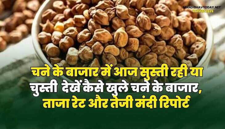 चने के बाजार में आज सुस्ती रही या चुस्ती | देखें कैसे खुले चने के बाजार, ताजा रेट और तेजी मंदी रिपोर्ट