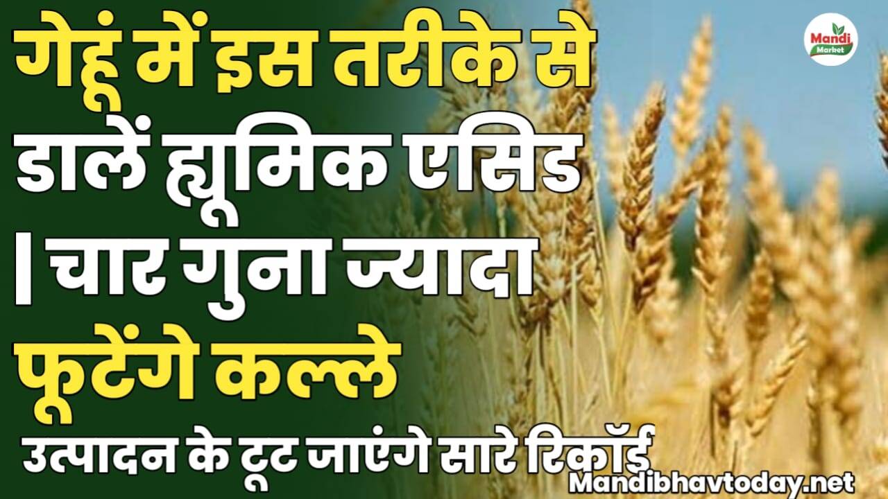 गेहूं में इस तरीके से डालें ह्यूमिक एसिड | चार गुना ज्यादा फूटेंगे कल्ले