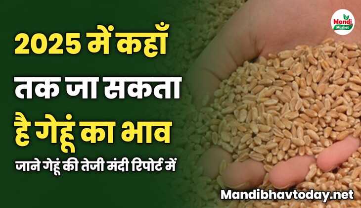 2025 में कहाँ तक जा सकता है गेहूं का भाव | जाने गेहूं की तेजी मंदी रिपोर्ट में
